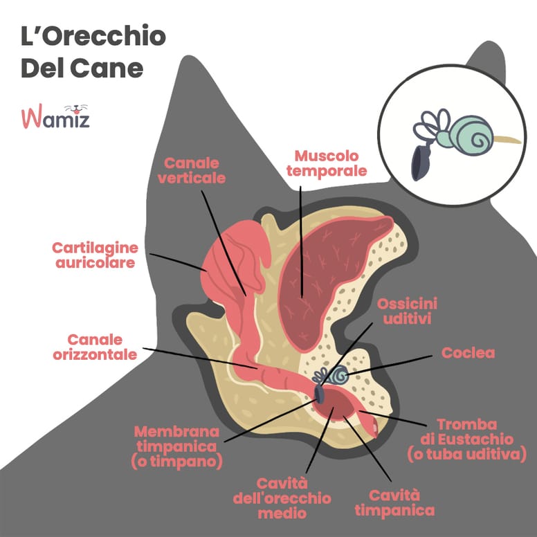 Sindrome vestibolare nel cane cause e sintomi Wamiz